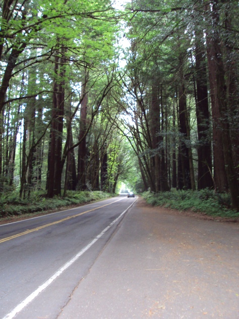 Coastal Redwoods - Inspiring Creation by God & Awesome